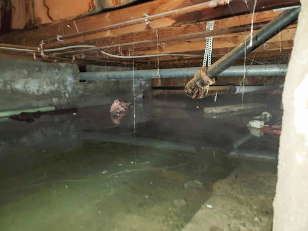Best Basement water damage restoration  in Blue Springs, MO
