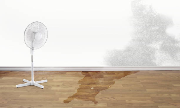 Best Water damage contractors near me  in Blue Springs, MO