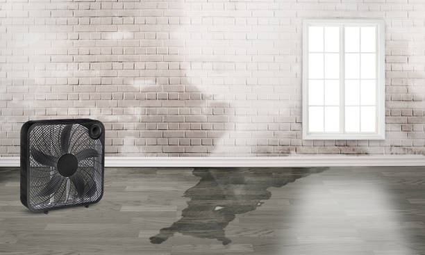 Best Water damage cleanup near me  in Blue Springs, MO